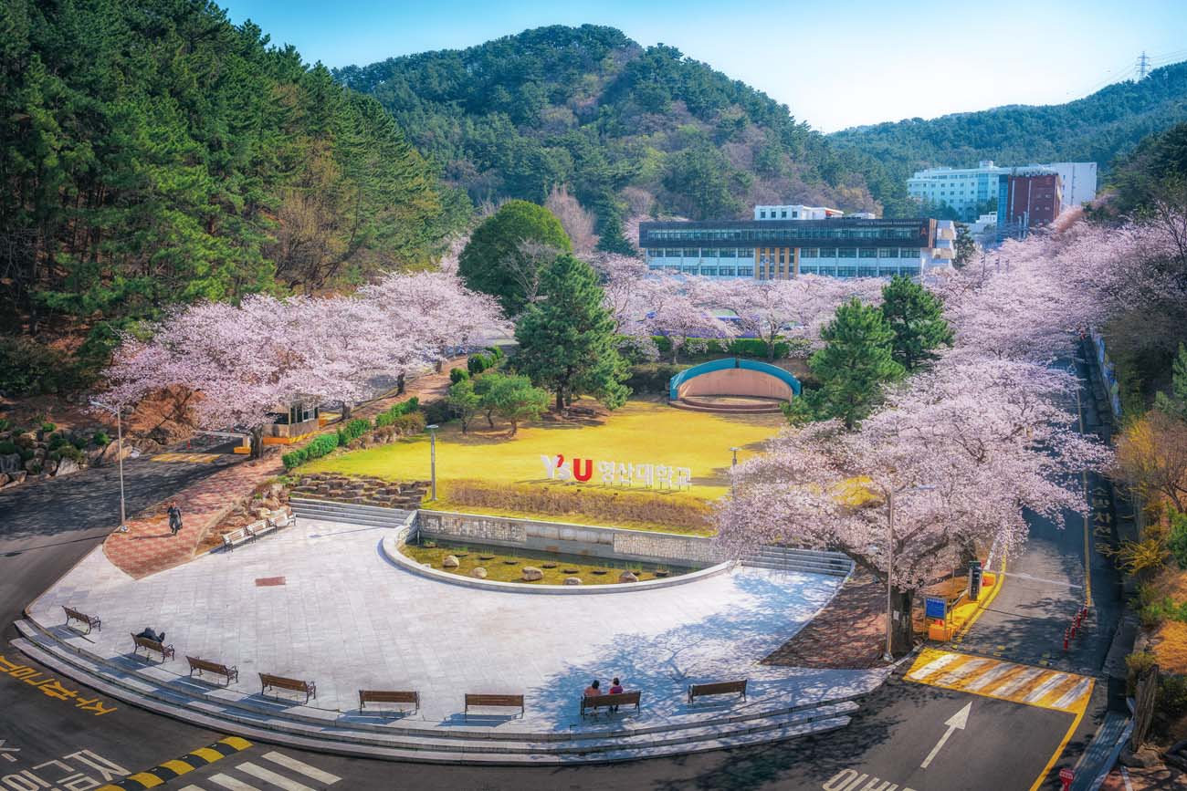 [2026포토] 봄빛 머금은 벚꽃, 해운대캠퍼스, 봄에 물들다~! 첨부파일 이미지